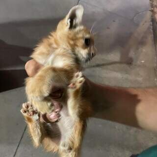 Miado desesperado exige resgate de bombeiros de gatinho na roda de veículo Miado desesperado exige resgate de bombeiros de gatinho na roda de veículo