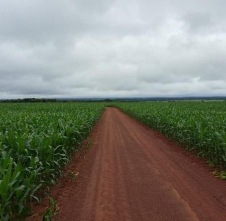 Colheita da soja chega a 94,9% e plantio do milho atinge 99,5%