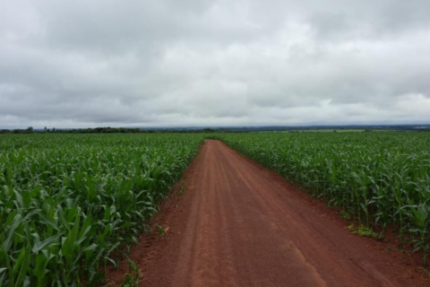 Colheita da soja chega a 94,9% e plantio do milho atinge 99,5%
