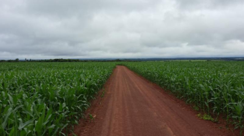 Colheita da soja chega a 94,9% e plantio do milho atinge 99,5%