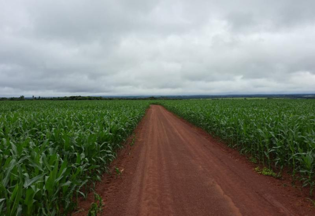 Colheita da soja chega a 94,9% e plantio do milho atinge 99,5%