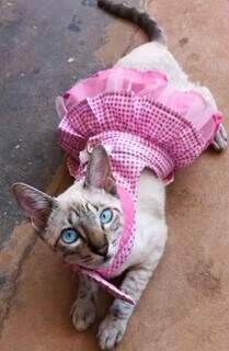 Família procura por Nata, gatinha que desapareceu na Vila Célia