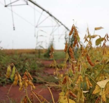 Com alta de 118% em MS, CNJ endurece regras para recuperação judicial no agro