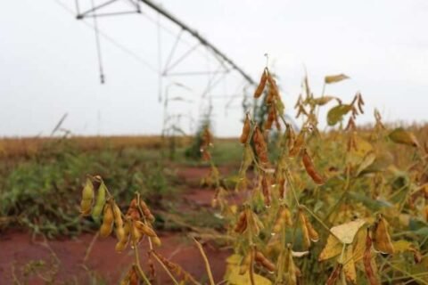 Com alta de 118% em MS, CNJ endurece regras para recuperação judicial no agro