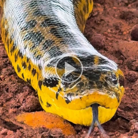Tranquila, sucuri-amarela chama atenção ao se aproximar de guia
