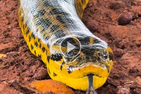 Tranquila, sucuri-amarela chama atenção ao se aproximar de guia