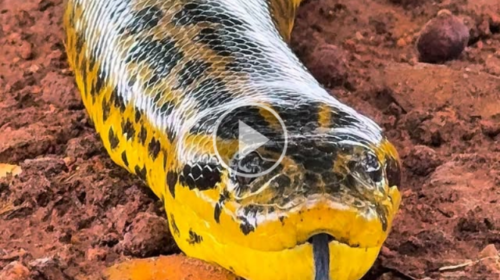 Tranquila, sucuri-amarela chama atenção ao se aproximar de guia