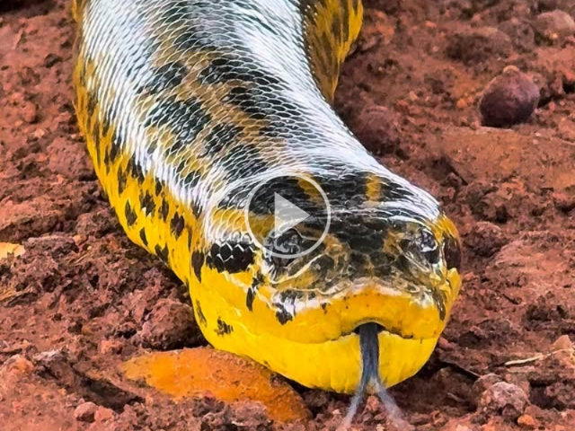 Tranquila, sucuri-amarela chama atenção ao se aproximar de guia