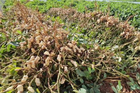 MAPA define janela ideal para plantio de amendoim em MS na safra 26/27