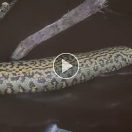 Sucuri aparece morta com cabeça cortada no Pantanal
