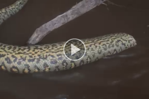 Sucuri aparece morta com cabeça cortada no Pantanal