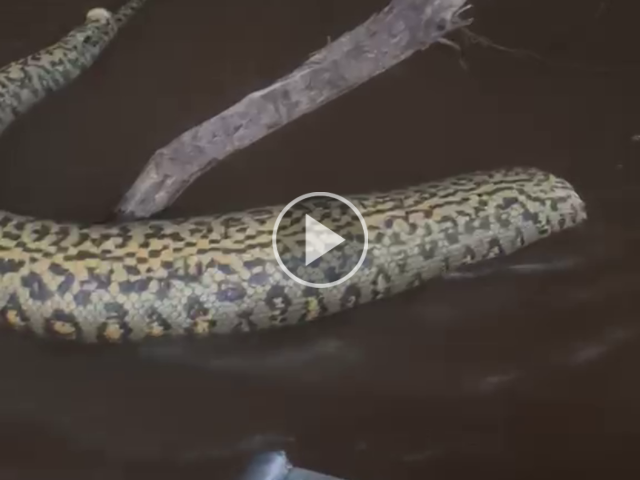 Sucuri aparece morta com cabeça cortada no Pantanal