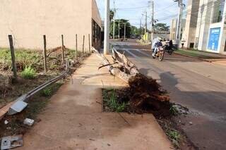 Árvore caída mantém rua interditada na Vila Glória há 16 horas