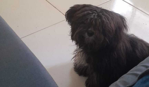 Viu a Cacau? Família procura por cadelinha que desapareceu no Itamaracá