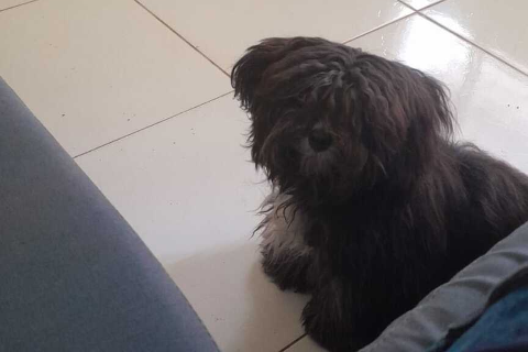 Viu a Cacau? Família procura por cadelinha que desapareceu no Itamaracá