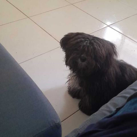 Viu a Cacau? Família procura por cadelinha que desapareceu no Itamaracá