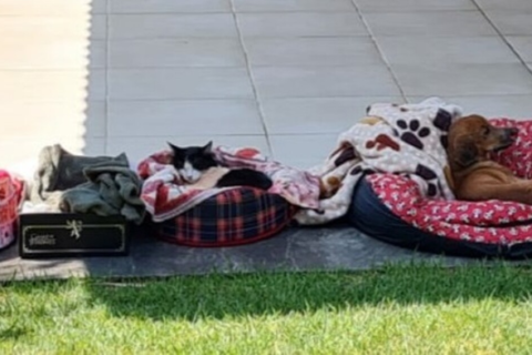 Rapaz que espancou gata até a morte é condenado a 2 anos de prisão