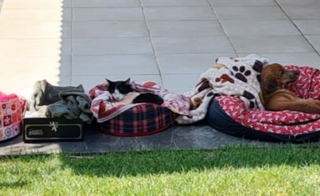 Rapaz que espancou gata até a morte é condenado a 2 anos de prisão