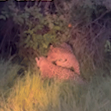 “Surubão” no Pantanal! Seis onças no rito do acasalamento são vistas em safári