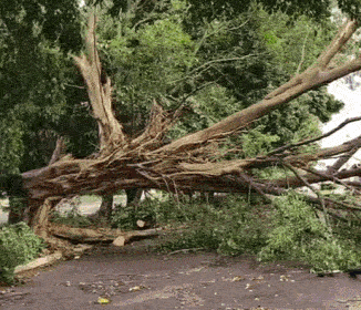 Queda de árvore durante temporal bloqueia rua no Estrela do Sul