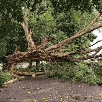 Queda de árvore durante temporal bloqueia rua no Estrela do Sul