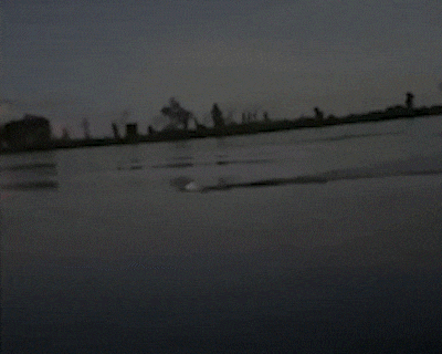 Onça surge no Rio Paraguai e encanta visitante em primeira experiência