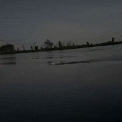 Onça surge no Rio Paraguai e encanta visitante em primeira experiência