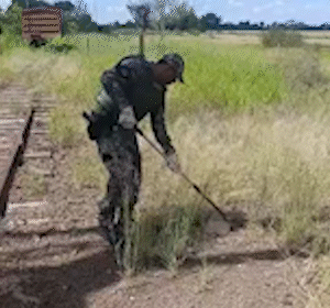 Tatu-peba é resgatado após ficar preso em vala com água e volta para casa