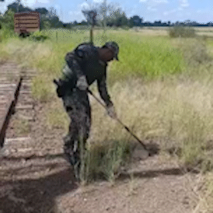 Tatu-peba é resgatado após ficar preso em vala com água e volta para casa