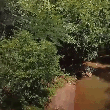 Projeto de ponte ameaça área reflorestada e abre debate na Capital