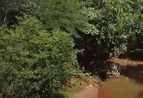 Projeto de ponte ameaça área reflorestada e abre debate na Capital