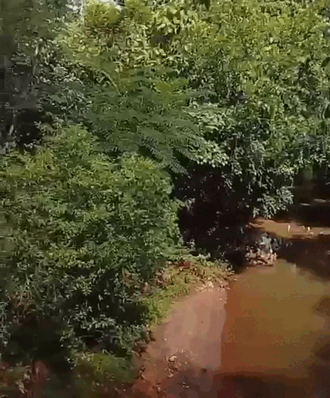 Projeto de ponte ameaça área reflorestada e abre debate na Capital