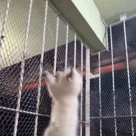 Seu gato vira um furacão de madrugada? Não é por acaso