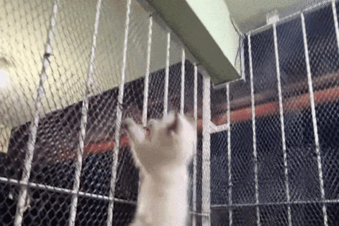 Seu gato vira um furacão de madrugada? Não é por acaso