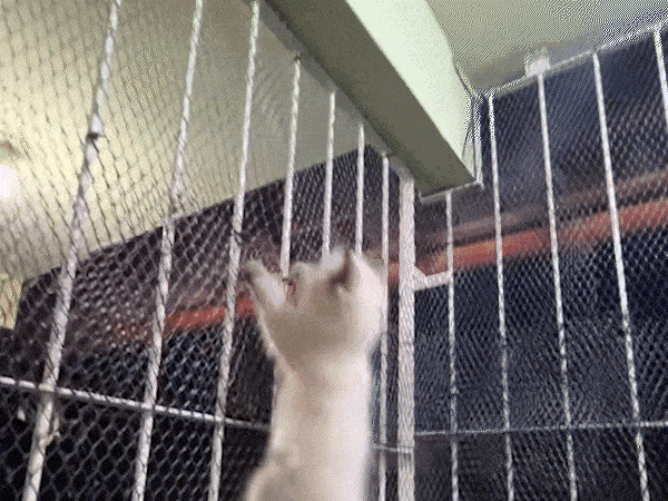 Seu gato vira um furacão de madrugada? Não é por acaso