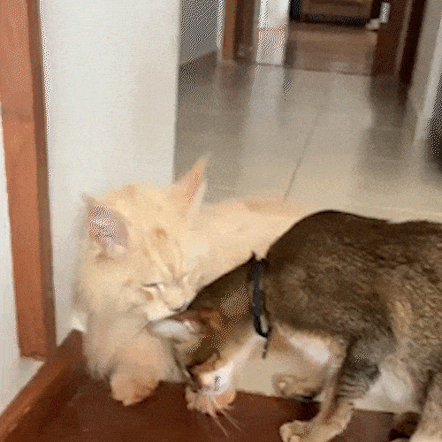 Após dois dias sumido, Júpiter volta para casa e reencontra irmãozinho