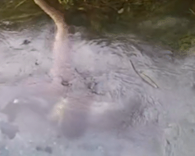 Sucuri engole porco-do-mato durante passeio em rio de Bonito
