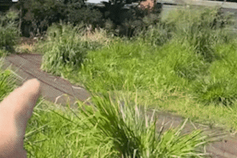 Bichos invadem casas e mato alto preocupa moradores no Jardim Cerejeiras