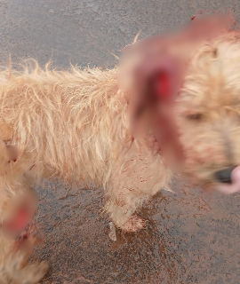 Cachorro tem orelha mutilada e tutor acaba preso com faca usada no crime