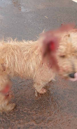 Cachorro tem orelha mutilada e tutor acaba preso com faca usada no crime