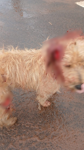 Cachorro tem orelha mutilada e tutor acaba preso com faca usada no crime