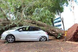 Ingazeiro cai na UFMS e atinge 4 carros no estacionamento