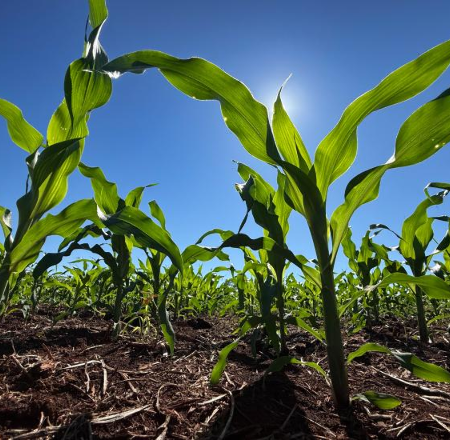 Fertilizantes sobem até 39% e MS importa 23 mil toneladas no trimestre