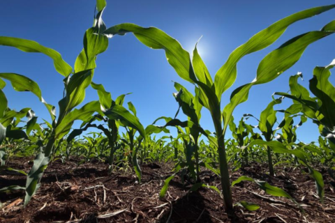 Fertilizantes sobem até 39% e MS importa 23 mil toneladas no trimestre
