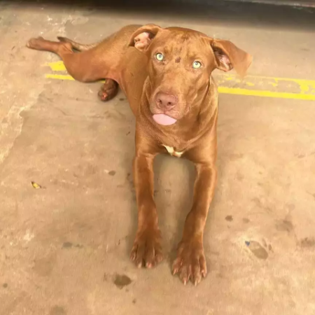 É seu? Caramelo encontrado vagando na Rua da Divisão busca dono