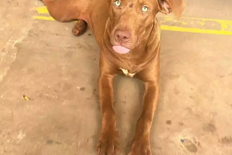 É seu? Caramelo encontrado vagando na Rua da Divisão busca dono