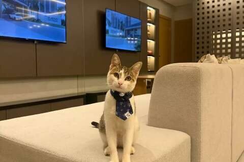 Gato vira xodó de incorporadora e até participa de reuniões da diretoria