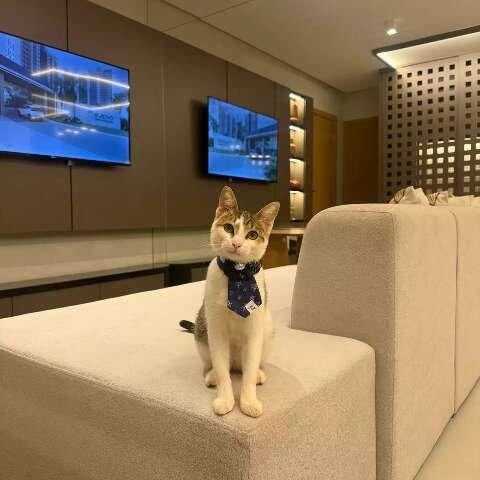 Gato vira xodó de incorporadora e até participa de reuniões da diretoria