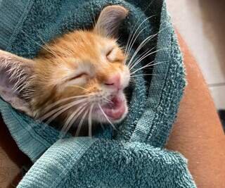 Miado desesperado exige resgate de bombeiros de gatinho na roda de veículo Miado desesperado exige resgate de bombeiros de gatinho na roda de veículo