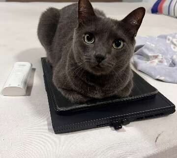 Viu o Miu? Tutor busca por gato desaparecido no Jardim São Bento